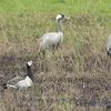 Barnacle Goose, Hula reflooded area, December 2018