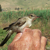 Basra Reed Warbler, Lehavoth Habashan, May 2008