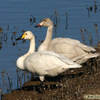 Tundra Swan, Hapaapil, January 2005