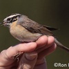 Black-throated Accentor, Nativ HaLamedHe, November 2010