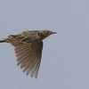 Blyths Pipit, Arsuf, March 2017