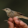 Booted Warbler, Eilat, October 2019