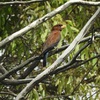 Broad-billed Roller, Karmia, September 2019