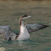 Black-throated Diver, Maagan Michael, October 2013