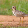 Buff-breasted Sandpiper, Gaash turf fields, October 2018