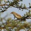 Yellow-throated Petronia, Eilat, September 2017