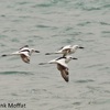 Crab Plover, Eilat north beach, May 2018