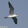 Crested Tern, Eilat north beach, March 2008