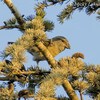 Crossbill, Har Herzel, Nov 2016