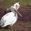 Dalmatian Pelican, Hula reflooded area, February 2004