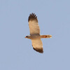 Dark Chanting Goshawk, Yotvata, April 2014