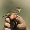 Dusky Warbler, Yerucham lake, October 2012