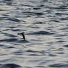 European Storm-petrel, Deep sea Haifa, October 2016