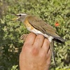 Eyebrowed Thrush, JBO, November 2007