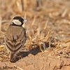 Black-crowned Finch Lark, Yotvata, November 2010