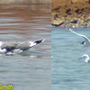 Franklin's Gull, Km 20, June 2003