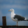 Great Black-backed Gull, Acre Shore, January 2006