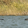 Goldeneye, Meizar, February 2008