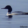 Goosander, Kursi beach, January 2004