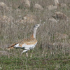 Great Bustard, Maale Gamla, February 2008