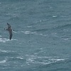 Great Shearwater, Jaffa port, January 2015