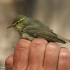 Green Warbler, Sde Boqer, May 2008