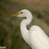 Intermediate Egret, Yotvata sewage, November 2004