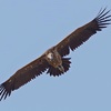 Lappet-Faced Vulture, Hai Bar Carmel, June 2015