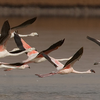 Lesser Flamingo, Km 20, March 2006