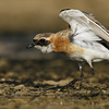 Lesser Sand Plover, Maagan Michael, July 2013