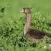 Lesser White-fronted Goose, Maoz Hayyim, November 2016