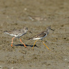 Lesser Yellowlegs, Newe Eitan, September 2008