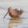 Long-billed Dowitcher, Km 20, April 2017