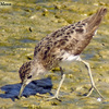 Long-toed Stint, Maoz Hayyim, October 2004