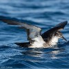 Manx Shearwater, Eilat north beach, June 2016