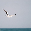 Masked Booby, Rishon Letzion beach, July 2004