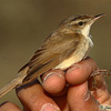 Paddyfied Warbler, Eilat, 