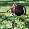 Painted Snipe, Ein Hahoresh, September 2005