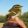 Pallass Warbler, Yerucham lake, November 2016