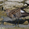 Pectoral Sandpiper, Gesher fishponds, May 2008