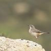 Persian Wheatear, Amassa mt.