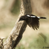 Pied Bushchat, Yerucham lake, October 2012