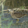 Pintail Snipe, Maagan Michael, October 2013