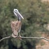 Pink-backed Pelican, Yerucham lake, 2017