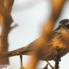 Raddes Accentor, El Rom, November 2005