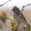 Rustic Bunting, Nafha vineyard, November 2009