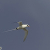 Red-billed Tropicbird, Eilat north beach, April 2006