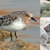 Red-necked Stint, Km 20, April 2003