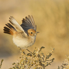 Red-rumped Wheatear, Ovda, March 2017