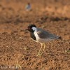 Red-wattled Lapwing, Kfar Blum, November 2017